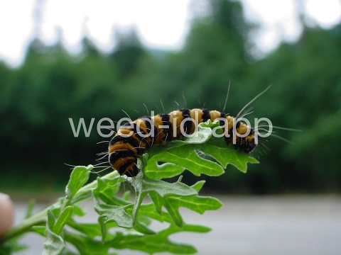 ragwort, tansy